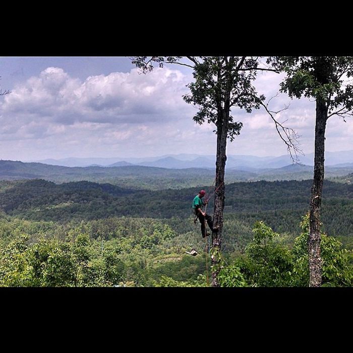 Dana Pope tree tops